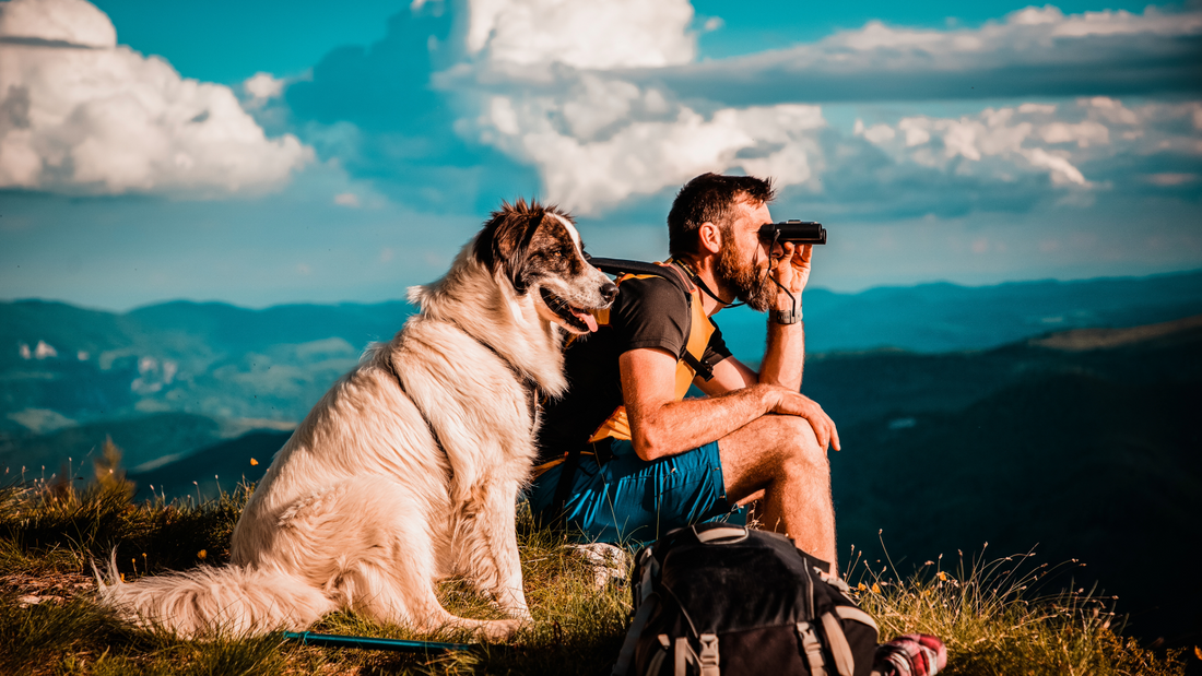 Paws and Trails: A Guide to Camping with Canine Companions