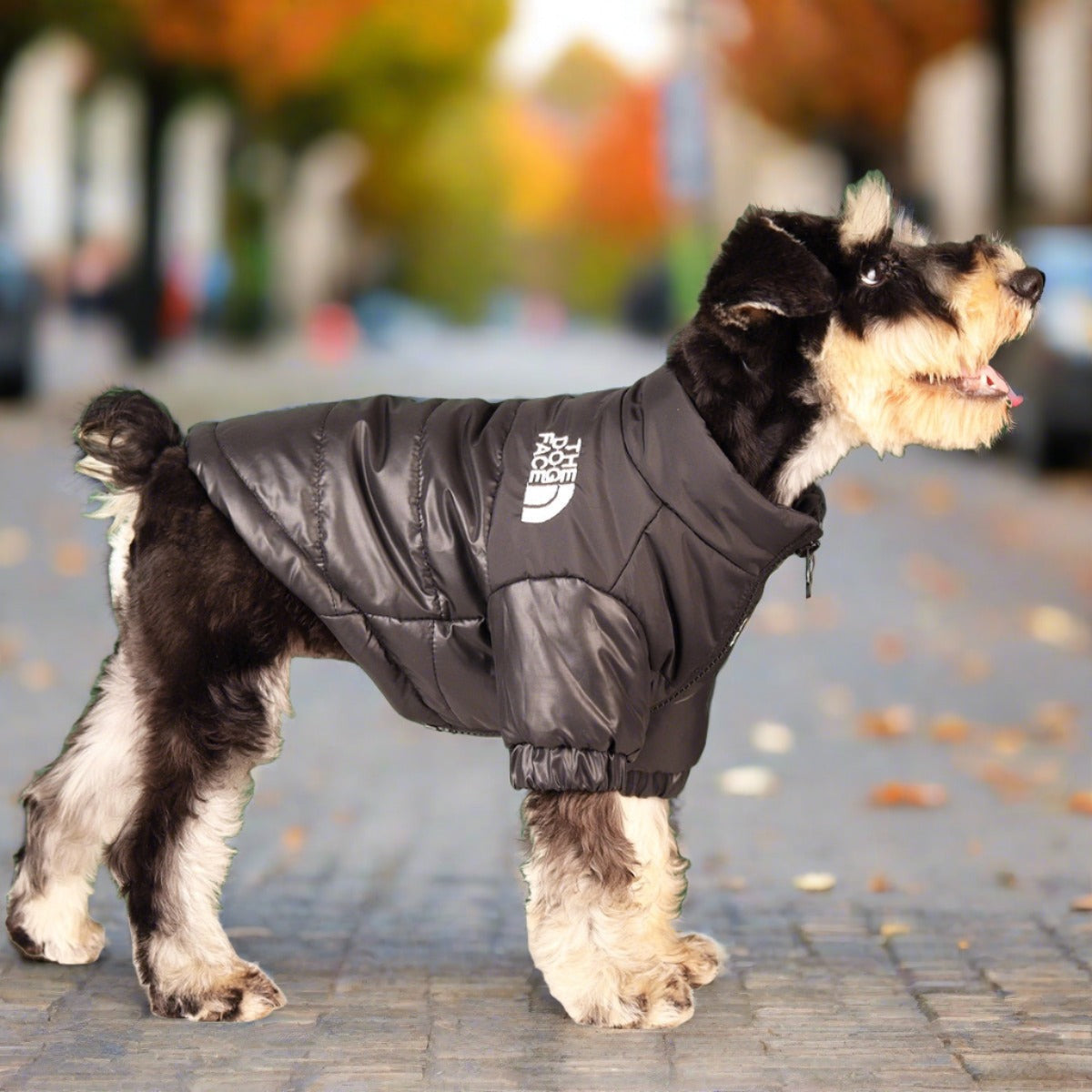 Doggie Jackets