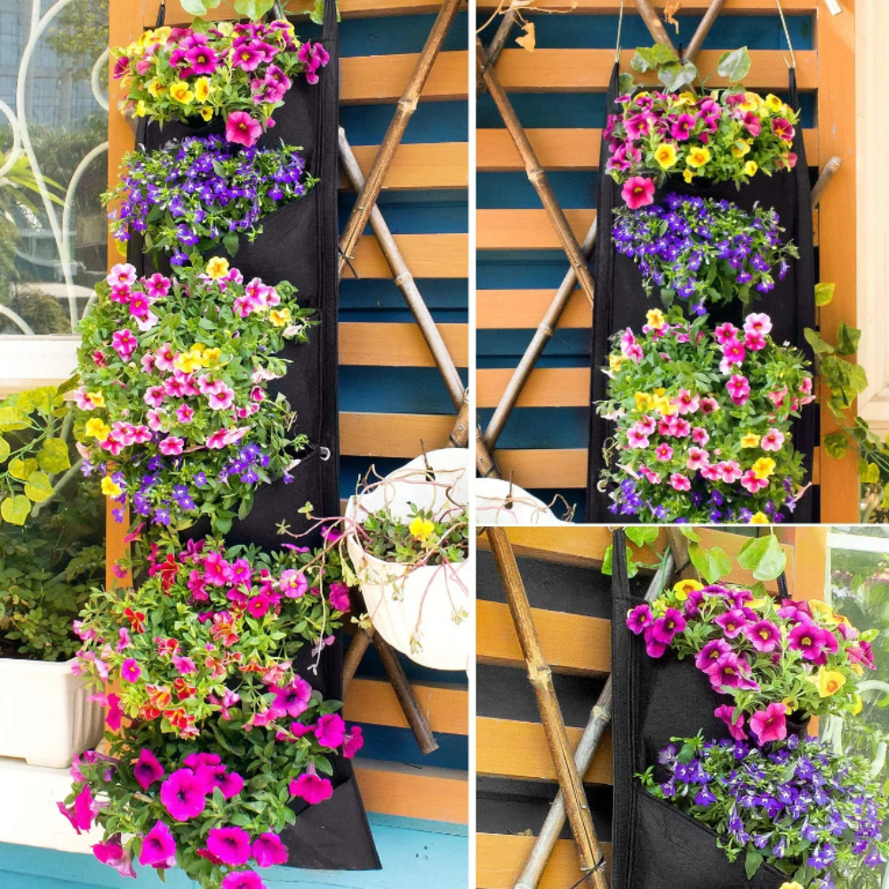 Hanging Basket Plants